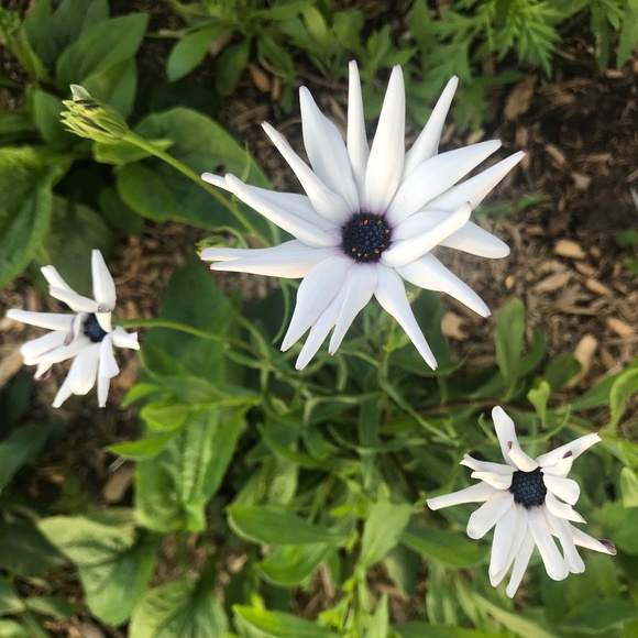 Meet your Posher, Maiko - Picture 1 of 1